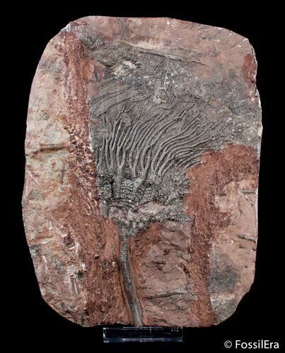 Inch Moroccan Crinoid - Scyphocrinites #3013